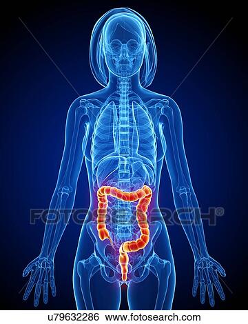 Stock Illustration - Female anatomy, artwork. Fotosearch