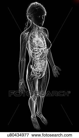 Female anatomy, artwork View Large Illustration Stock Illustration - Female anatomy, artwork. Fotosearch