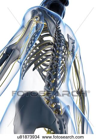 Stock Illustration - Female anatomy, artwork. Fotosearch