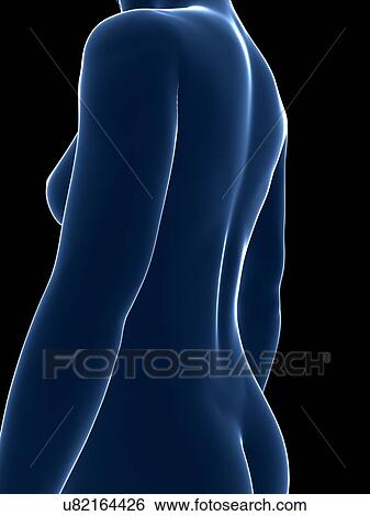 Female anatomy, artwork View Large Illustration Stock Illustration - Female anatomy, artwork. Fotosearch