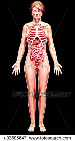 Stock Illustration - Female anatomy, artwork. Fotosearch