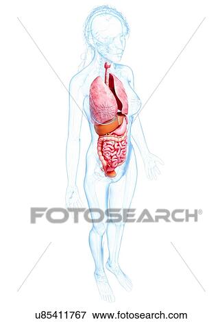 Stock Illustration - Female anatomy, artwork. Fotosearch