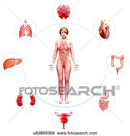 Female anatomy, artwork View Large Illustration Stock Illustration - Female anatomy, artwork. Fotosearch