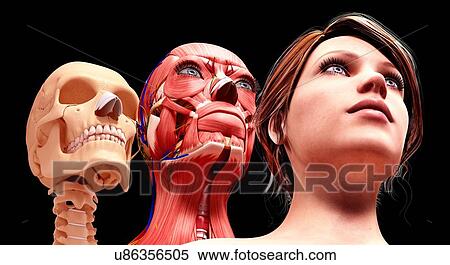 Stock Illustration - Female anatomy, artwork. Fotosearch