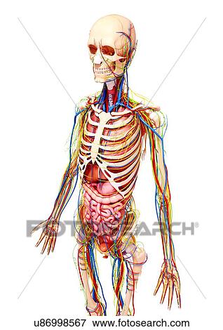 Stock Illustration - Female anatomy, artwork. Fotosearch
