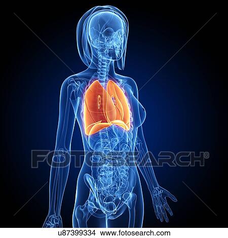 Stock Illustration - Female anatomy, artwork. Fotosearch