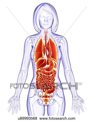 Stock Illustration - Female anatomy, artwork. Fotosearch