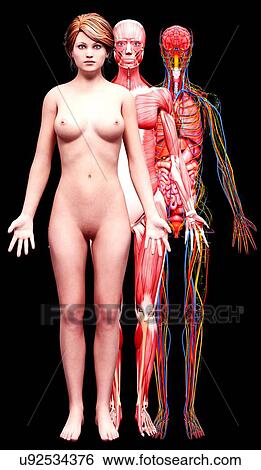 Stock Illustration - Female anatomy, artwork. Fotosearch