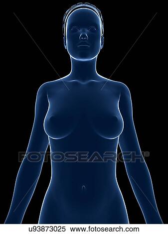 Female anatomy, artwork View Large Illustration Stock Illustration - Female anatomy, artwork. Fotosearch