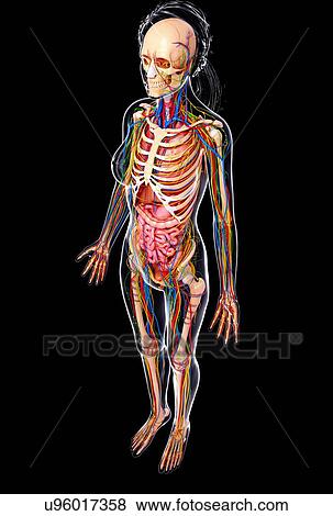 Female anatomy, artwork View Large Illustration Stock Illustration - Female anatomy, artwork. Fotosearch