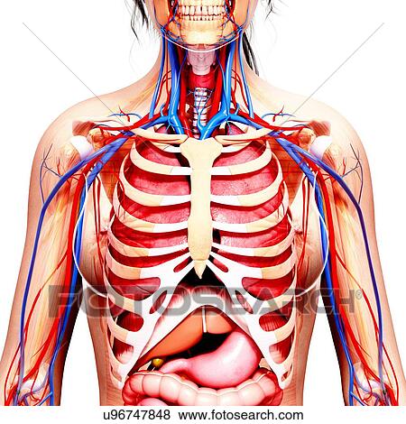 Female anatomy, artwork View Large Illustration Stock Illustration - Female anatomy, artwork. Fotosearch