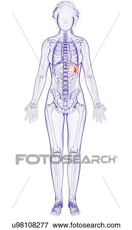 Female anatomy, artwork Stock Illustration | u98108277 | Fotosearch