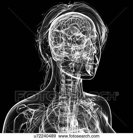 Stock Illustration - Female brain, artwork. Fotosearch