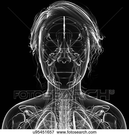 Female brain, artwork View Large Illustration Stock Illustration - Female brain, artwork. Fotosearch