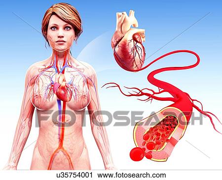 Clip Art - Female cardiovascular system, artwork. Fotosearch