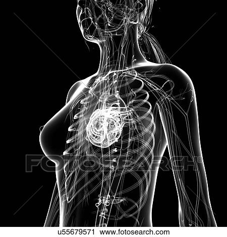 Clip Art - Female cardiovascular system, artwork. Fotosearch