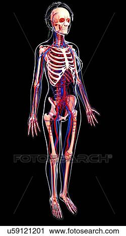 Clip Art - Female cardiovascular system, artwork. Fotosearch