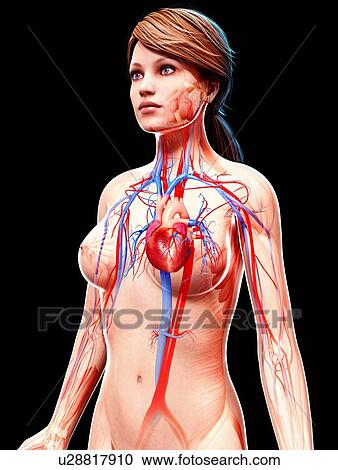 Female cardiovascular system, artwork View Large Illustration Clipart - Female cardiovascular system, artwork. Fotosearch