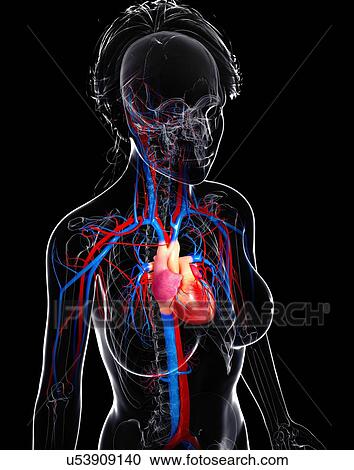 Clipart - Female cardiovascular system, artwork. Fotosearch