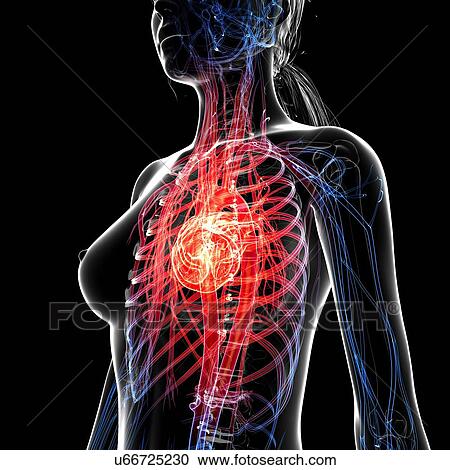 Female cardiovascular system, artwork View Large Illustration Clipart - Female cardiovascular system, artwork. Fotosearch