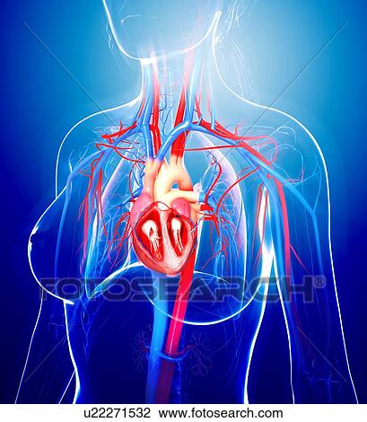 Female cardiovascular system, artwork View Large Illustration Drawing - Female cardiovascular system, artwork. Fotosearch