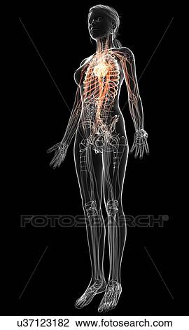Drawing - Female cardiovascular system, artwork. Fotosearch