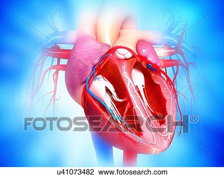 Female cardiovascular system, artwork View Large Illustration Drawing - Female cardiovascular system, artwork. Fotosearch