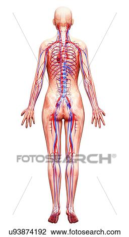 Female cardiovascular system, artwork View Large Illustration Drawing - Female cardiovascular system, artwork. Fotosearch