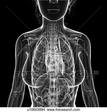 Stock Illustration - Female cardiovascular system, artwork. Fotosearch