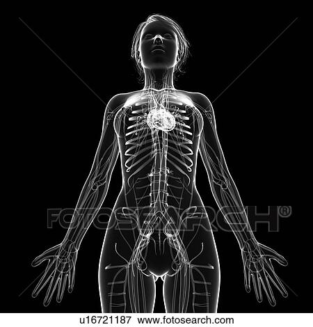Female cardiovascular system, artwork View Large Illustration Stock Illustration - Female cardiovascular system, artwork. Fotosearch