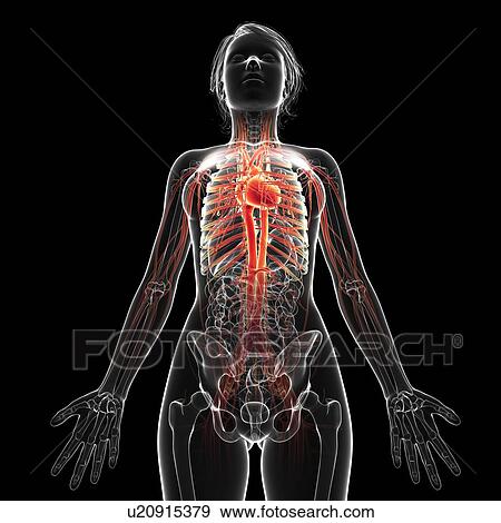 Female cardiovascular system, artwork View Large Illustration Stock Illustration - Female cardiovascular system, artwork. Fotosearch
