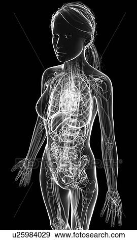 Stock Illustration - Female cardiovascular system, artwork. Fotosearch