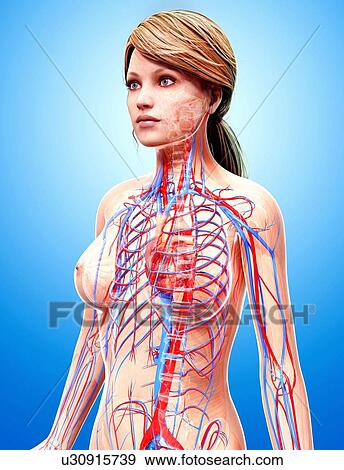 Stock Illustration - Female cardiovascular system, artwork. Fotosearch