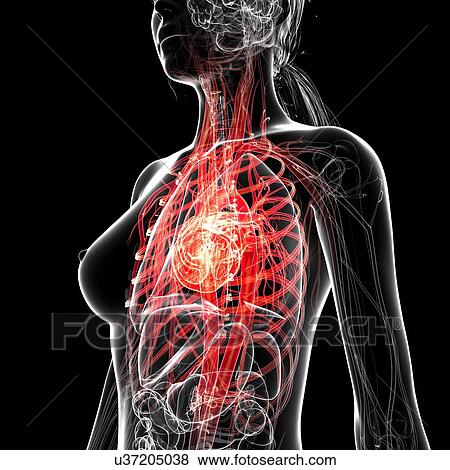Female cardiovascular system, artwork View Large Illustration Stock Illustration - Female cardiovascular system, artwork. Fotosearch
