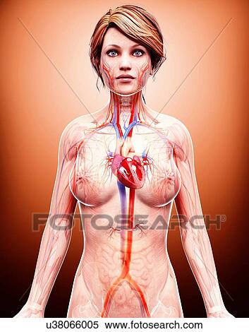 Female cardiovascular system, artwork View Large Illustration Stock Illustration - Female cardiovascular system, artwork. Fotosearch