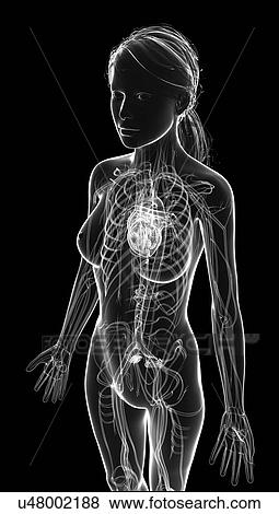 Female cardiovascular system, artwork View Large Illustration Stock Illustration - Female cardiovascular system, artwork. Fotosearch