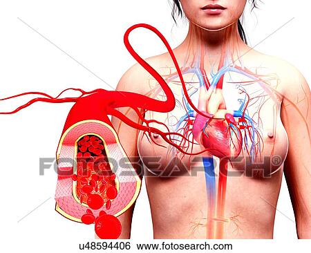 Female cardiovascular system, artwork View Large Illustration Stock Illustration - Female cardiovascular system, artwork. Fotosearch