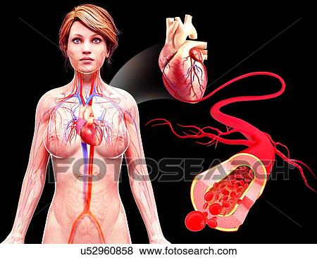 Stock Illustration - Female cardiovascular system, artwork. Fotosearch