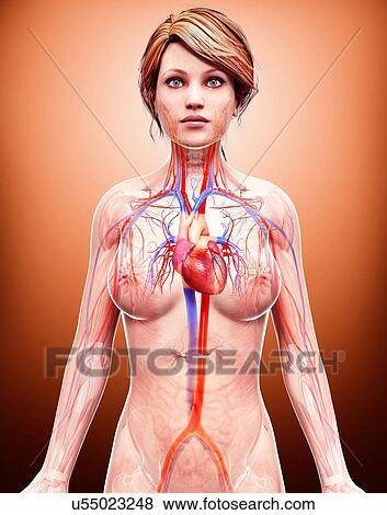 Stock Illustration - Female cardiovascular system, artwork. Fotosearch