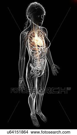 Stock Illustration - Female cardiovascular system, artwork. Fotosearch