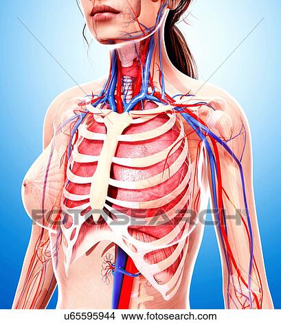 Female cardiovascular system, artwork View Large Illustration Stock Illustration - Female cardiovascular system, artwork. Fotosearch