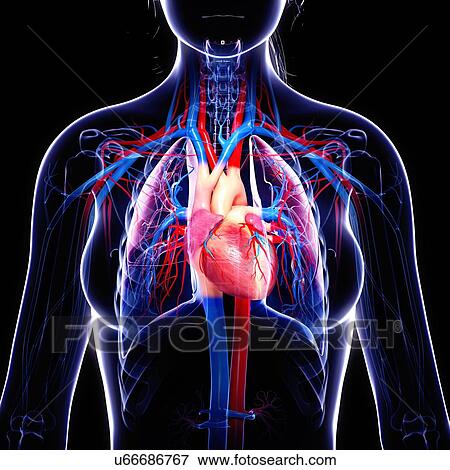 Female cardiovascular system, artwork View Large Illustration Stock Illustration - Female cardiovascular system, artwork. Fotosearch