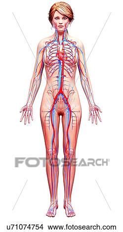 Female cardiovascular system, artwork View Large Illustration Stock Illustration - Female cardiovascular system, artwork. Fotosearch