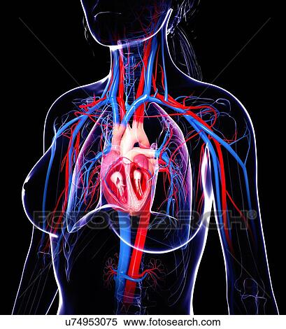 Female cardiovascular system, artwork View Large Illustration Stock Illustration - Female cardiovascular system, artwork. Fotosearch