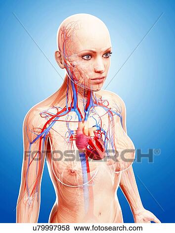 Stock Illustration - Female cardiovascular system, artwork. Fotosearch