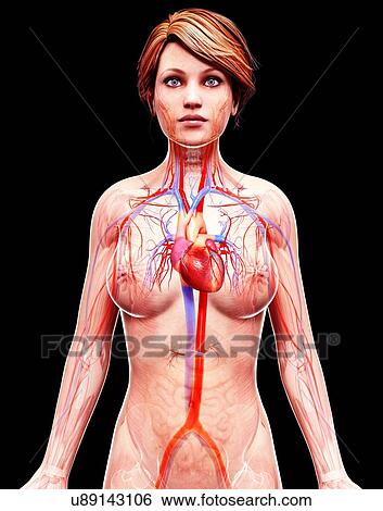 Female cardiovascular system, artwork View Large Illustration Stock Illustration - Female cardiovascular system, artwork. Fotosearch