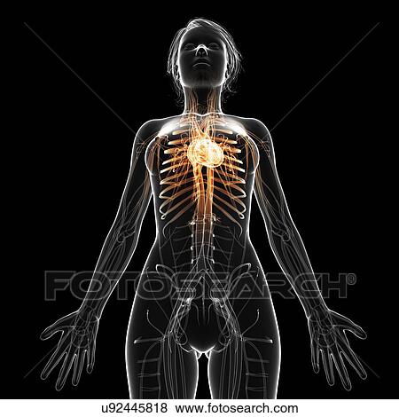 Female cardiovascular system, artwork View Large Illustration Stock Illustration - Female cardiovascular system, artwork. Fotosearch