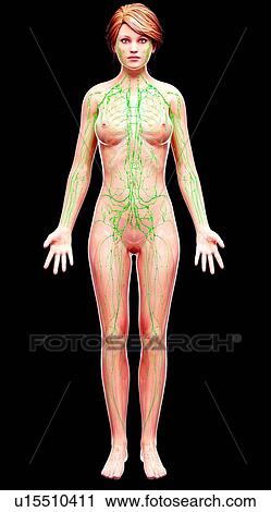 Clip Art - Female lymphatic system, artwork. Fotosearch