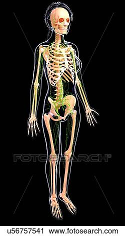 Female lymphatic system, artwork View Large Illustration Clip Art - Female lymphatic system, artwork. Fotosearch