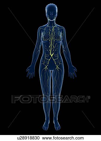 Female lymphatic system, artwork View Large Illustration Clipart - Female lymphatic system, artwork. Fotosearch